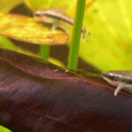 Planted-tank algae eaters