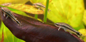 Planted-tank algae eaters