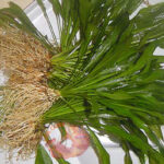 Amazon sword Echinodorus amazonicus long sword leaves rosette aquarium plant