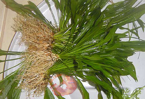 Amazon sword Echinodorus amazonicus long sword leaves rosette aquarium plant