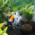 Angelfish (Pterophyllum scalare)