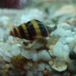Assassin snail (Anentome helena)