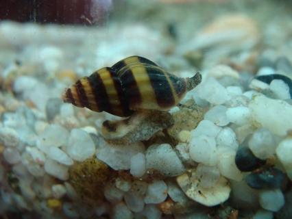 Assassin snail (Anentome helena)