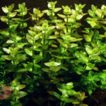 Bacopa caroliniana submerged aquarium stem plant round opposite leaves lime green