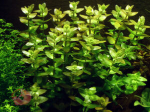 Bacopa caroliniana submerged aquarium stem plant round opposite leaves lime green