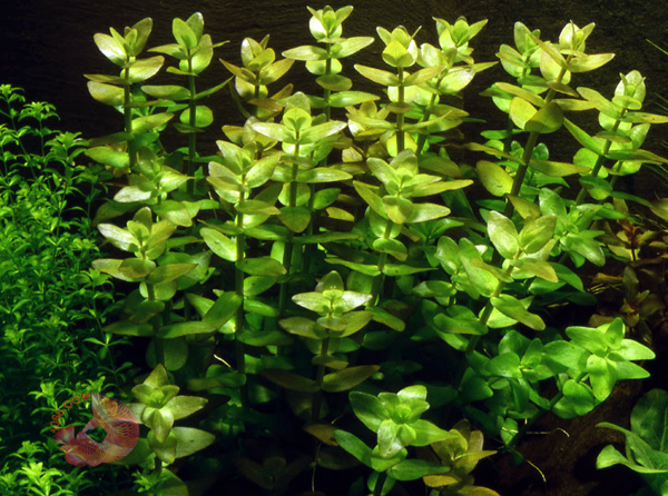 Bacopa caroliniana submerged aquarium stem plant round opposite leaves lime green