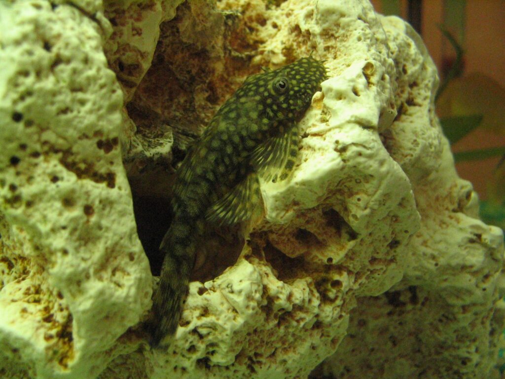 Bristlenose pleco (Ancistrus)