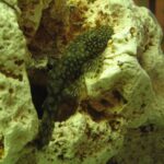 Bristlenose pleco (Ancistrus)