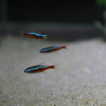 Cardinal tetra (Paracheirodon axelrodi)