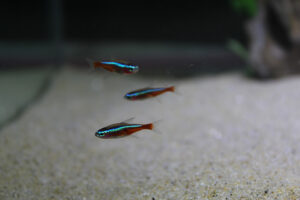 Cardinal tetra (Paracheirodon axelrodi)