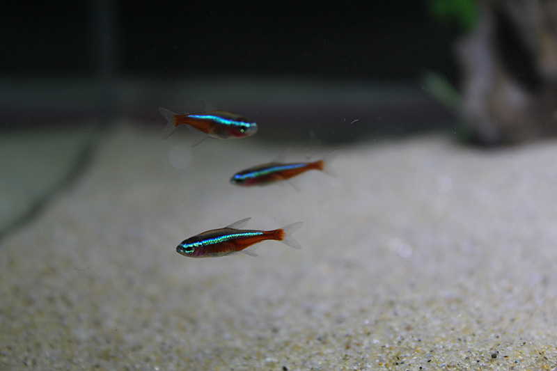 Cardinal tetra (Paracheirodon axelrodi)