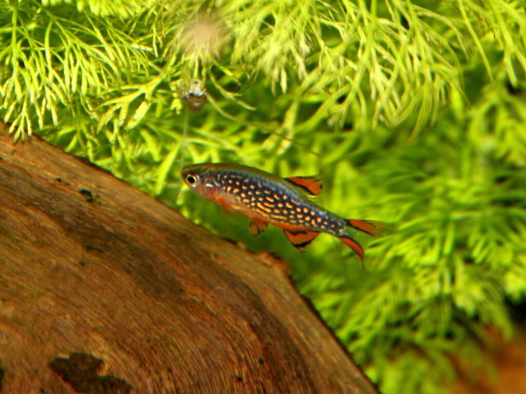 Celestial pearl danio (Danio margaritatus)