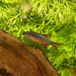 Celestial pearl danio (Danio margaritatus)