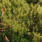 Fissidens fontanus (phoenix / fox moss)