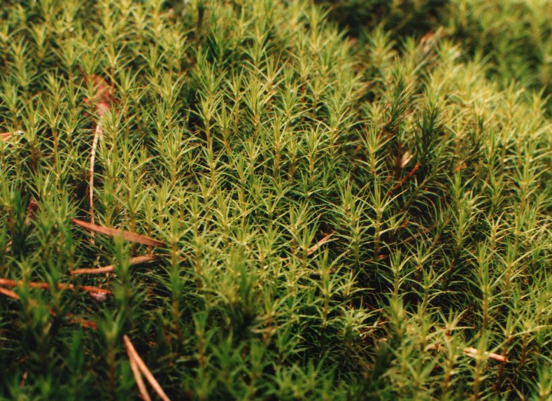 Fissidens fontanus (phoenix / fox moss)