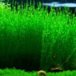 Flame moss (Taxiphyllum sp. 'Flame') upright fronds in aquarium