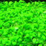 Glossostigma elatinoides glosso dense spatulate-leaf carpet in planted aquarium