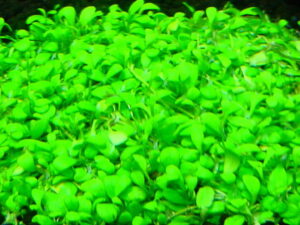 Glossostigma elatinoides glosso dense spatulate-leaf carpet in planted aquarium