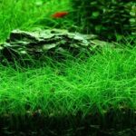 Dwarf hairgrass Eleocharis parvula submerged lawn carpet in planted aquarium