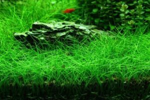 Dwarf hairgrass Eleocharis parvula submerged lawn carpet in planted aquarium