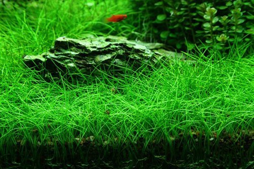 Dwarf hairgrass Eleocharis parvula submerged lawn carpet in planted aquarium