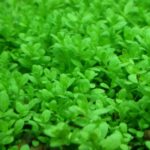 HC Cuba Hemianthus callitrichoides tiny round leaf carpet in planted aquarium