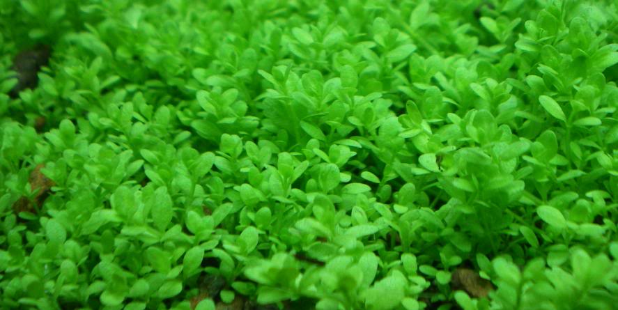 HC Cuba Hemianthus callitrichoides tiny round leaf carpet in planted aquarium