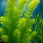 Hornwort Ceratophyllum demersum bright green feathery stems underwater