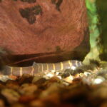 Kuhli loach (Pangio kuhlii)