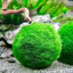 Marimo moss ball Aegagropila linnaei velvety green sphere in planted aquarium