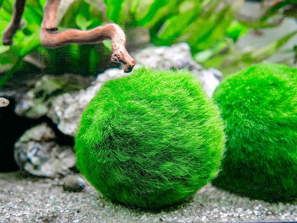 Marimo moss ball Aegagropila linnaei velvety green sphere in planted aquarium