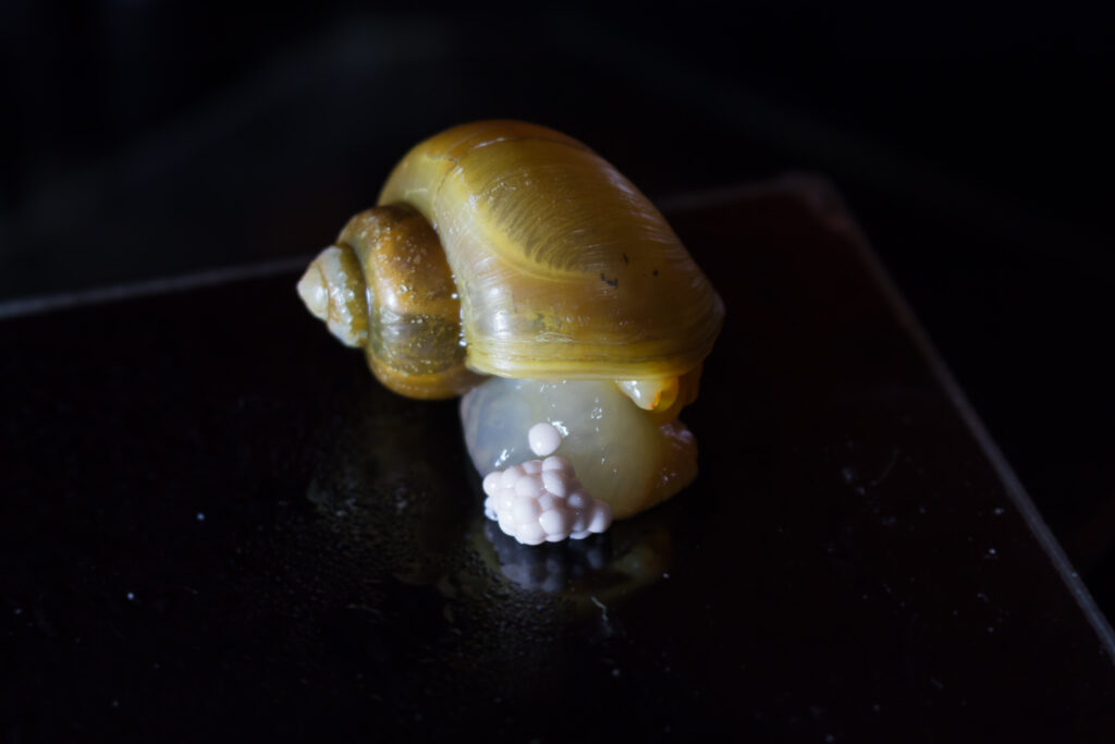 Mystery snail (Pomacea diffusa)