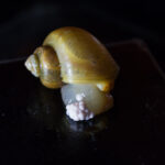 Mystery snail (Pomacea diffusa)