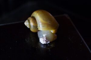 Mystery snail (Pomacea diffusa)
