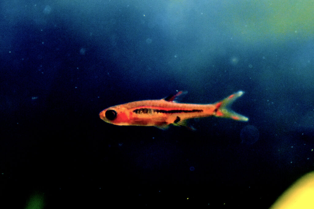 Nano fish school (Boraras / small tetras)