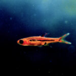 Nano fish school (Boraras / small tetras)