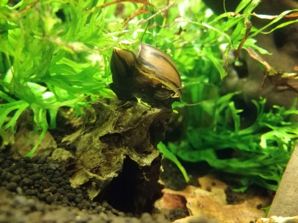 Nerite snail (Neritina / Vittina)