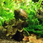 Nerite snail (Neritina / Vittina)