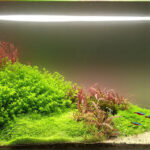 Pearl weed Micranthemum glomeratum bushy stem plant with round leaves in planted aquarium