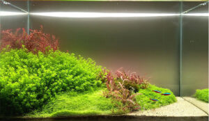 Pearl weed Micranthemum glomeratum bushy stem plant with round leaves in planted aquarium