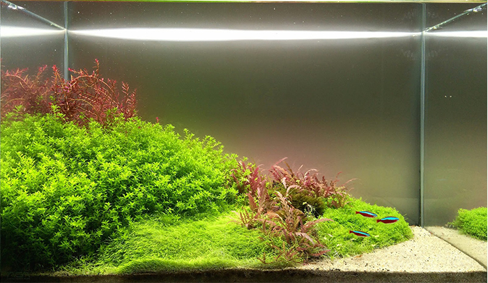 Pearl weed Micranthemum glomeratum bushy stem plant with round leaves in planted aquarium