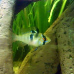 German blue ram (Mikrogeophagus ramirezi)