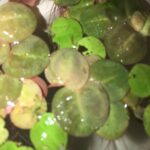 Red root floater Phyllanthus fluitans floating on water