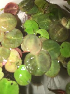 Red root floater Phyllanthus fluitans floating on water