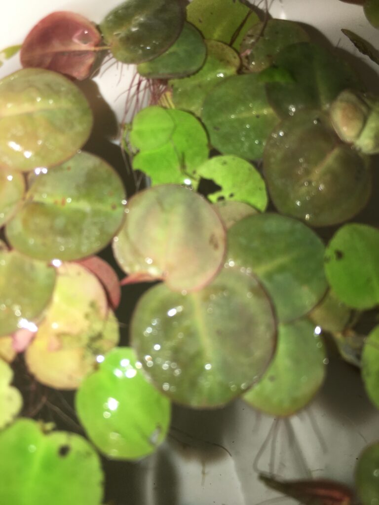 Red root floater Phyllanthus fluitans floating on water