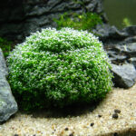 Riccia fluitans crystalwort tied-down bright green mat pearling in planted aquarium