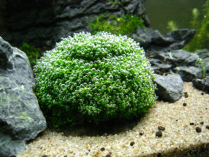 Riccia fluitans crystalwort tied-down bright green mat pearling in planted aquarium