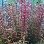 Rotala rotundifolia aquarium stem plant pink orange tops green lower leaves