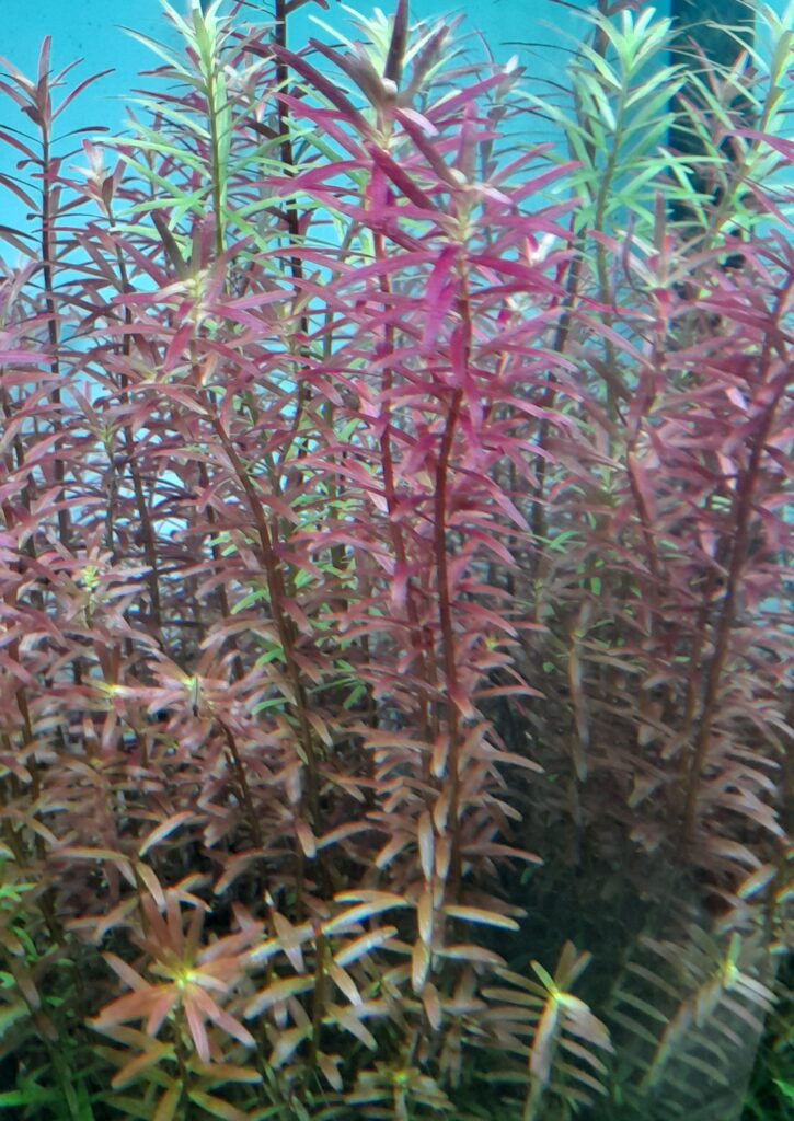 Rotala rotundifolia aquarium stem plant pink orange tops green lower leaves