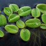 Salvinia floating fern green oval leaves with water droplets
